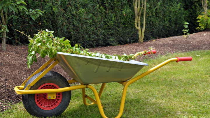 Wheel barrow with leaves