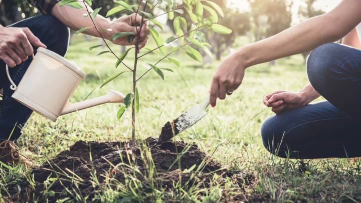 A photo of two people planting a small tree