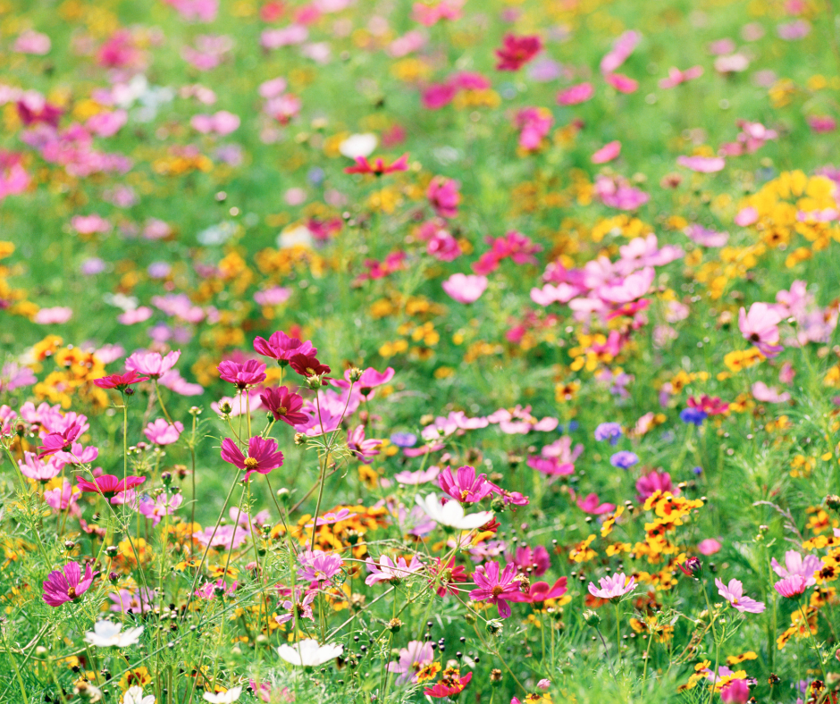 image of wildflowers in a field