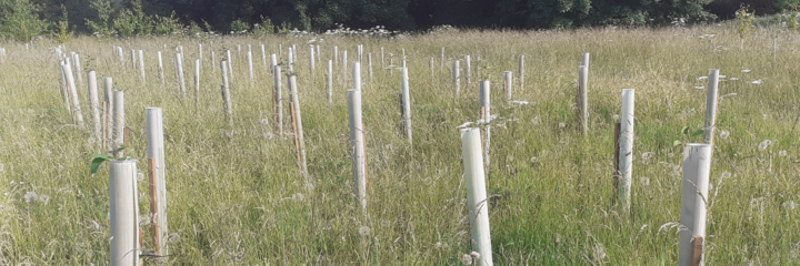 A photo of lots of new tree stakes which are individually surrounded by plastic casing in a field