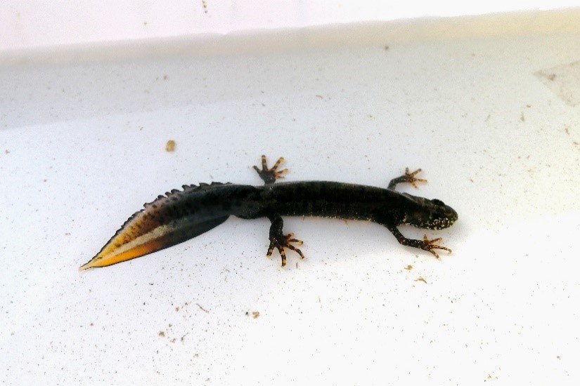 Over £91000 allocated to protect newts and other species 