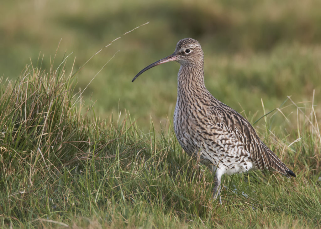Curlew bird standing in a meadow