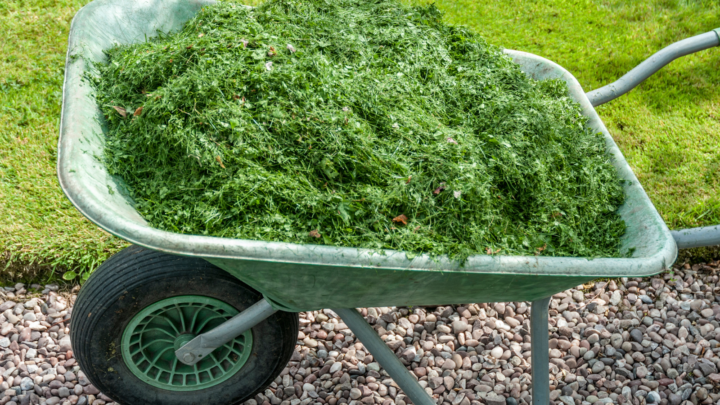 Wheelbarrow with grass cuttings inside