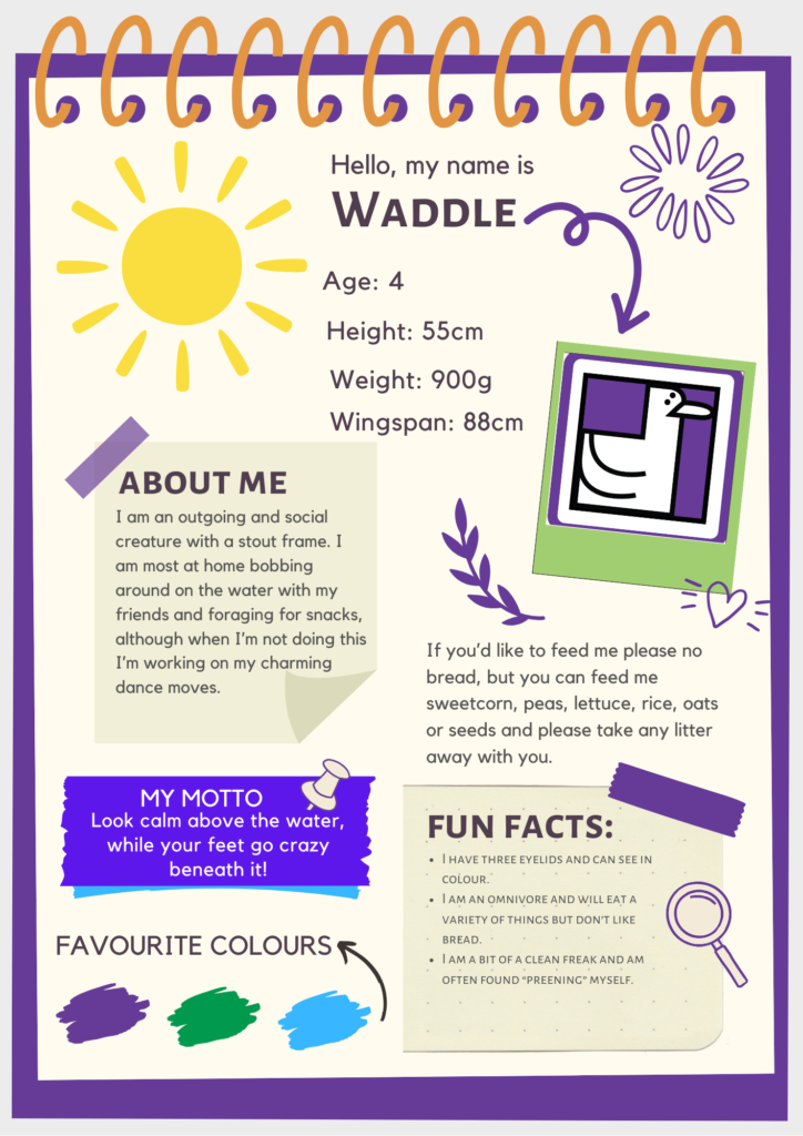 A small image of the descriptive poster which tells people all about the Nature Trails character Waddle.
